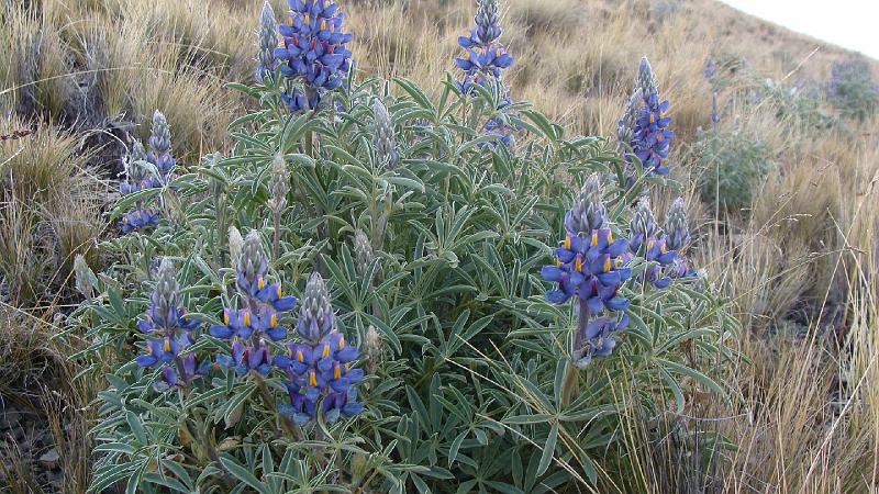 Illampu Trek Steves (162).JPG